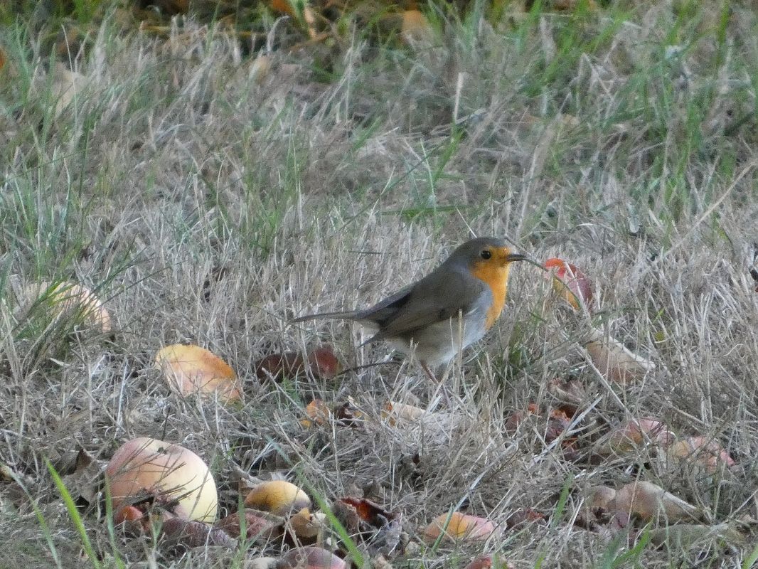 Rougegorge familier  - Taquet Pierrette