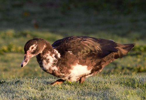 Canard de Barbarie 