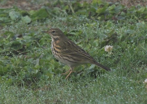 Pipit farlouse 