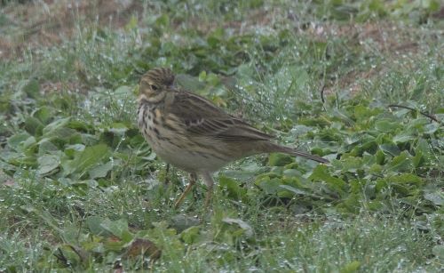 Pipit farlouse 