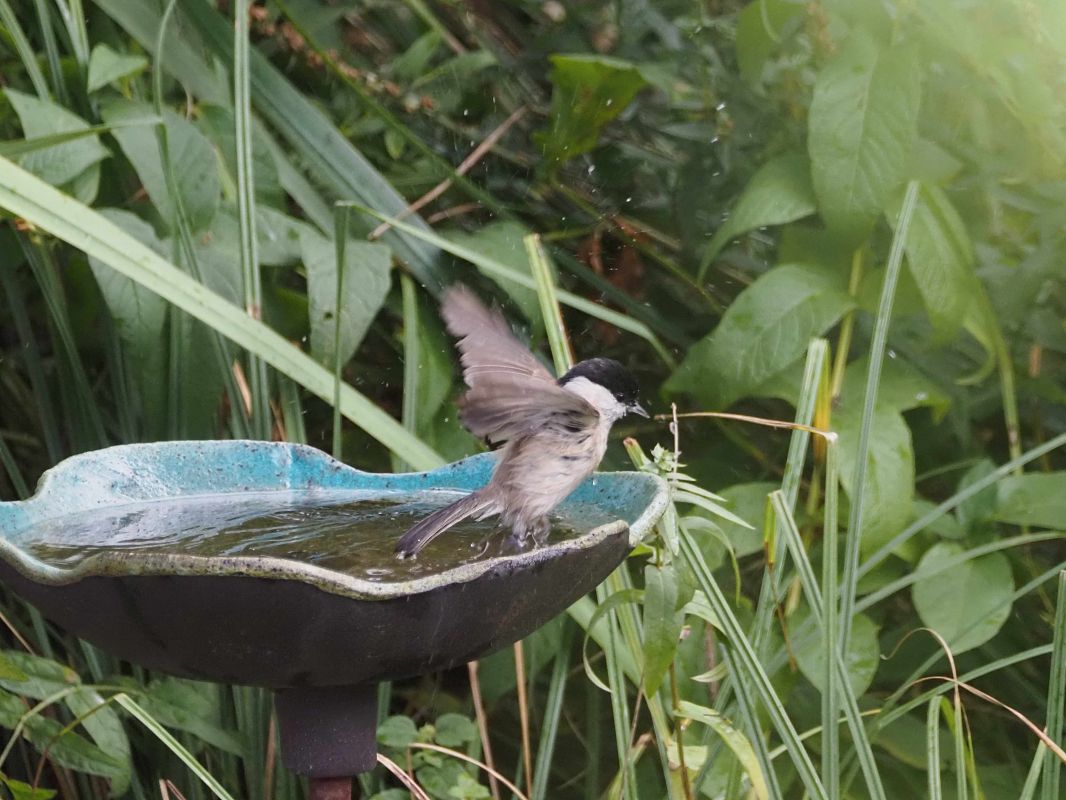 Mésange nonnette 
