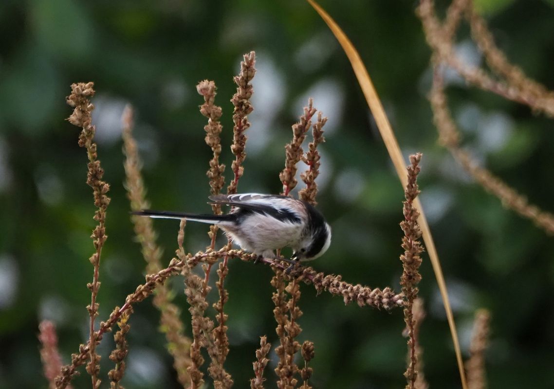 Mésange à longue queue 