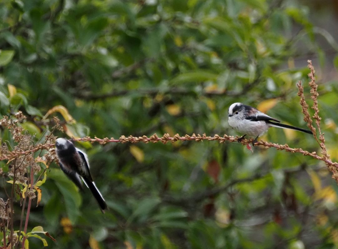 Mésange à longue queue 