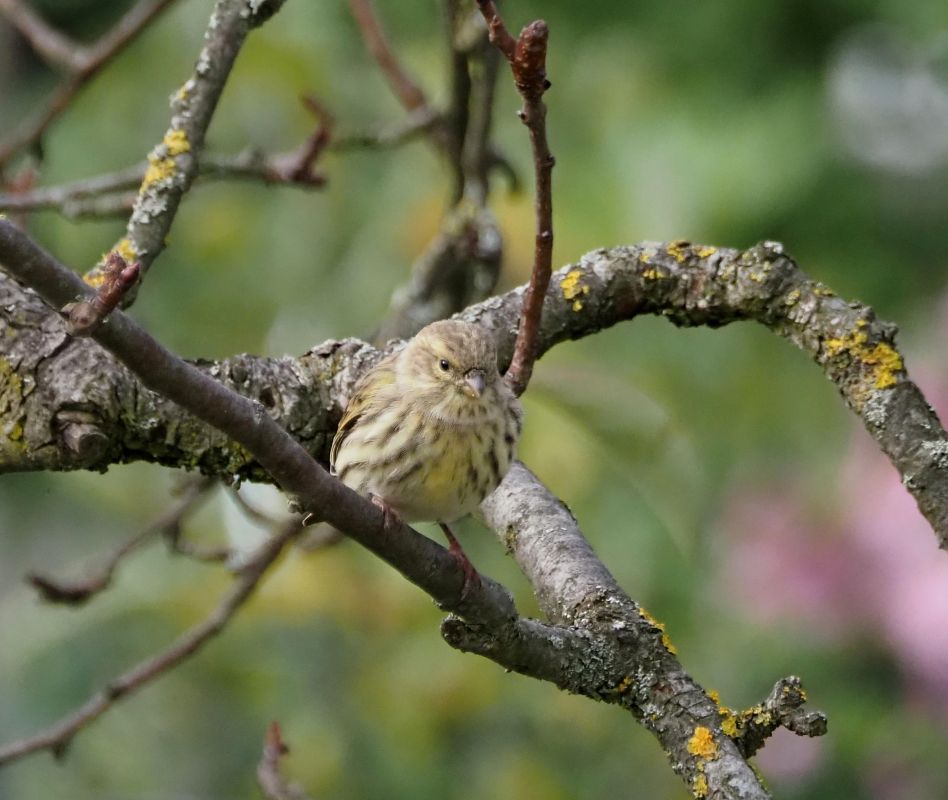 Serin cini 
