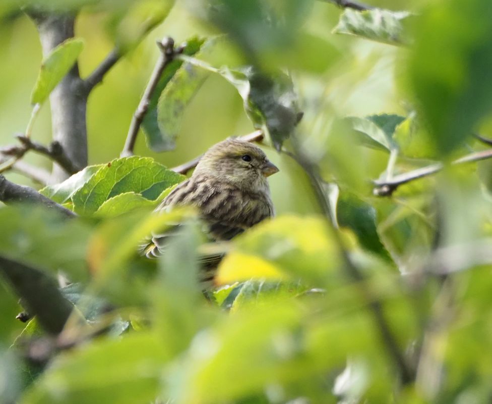 Serin cini 