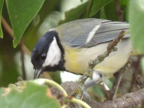 Mésange charbonnière  - Xavier Terrassier