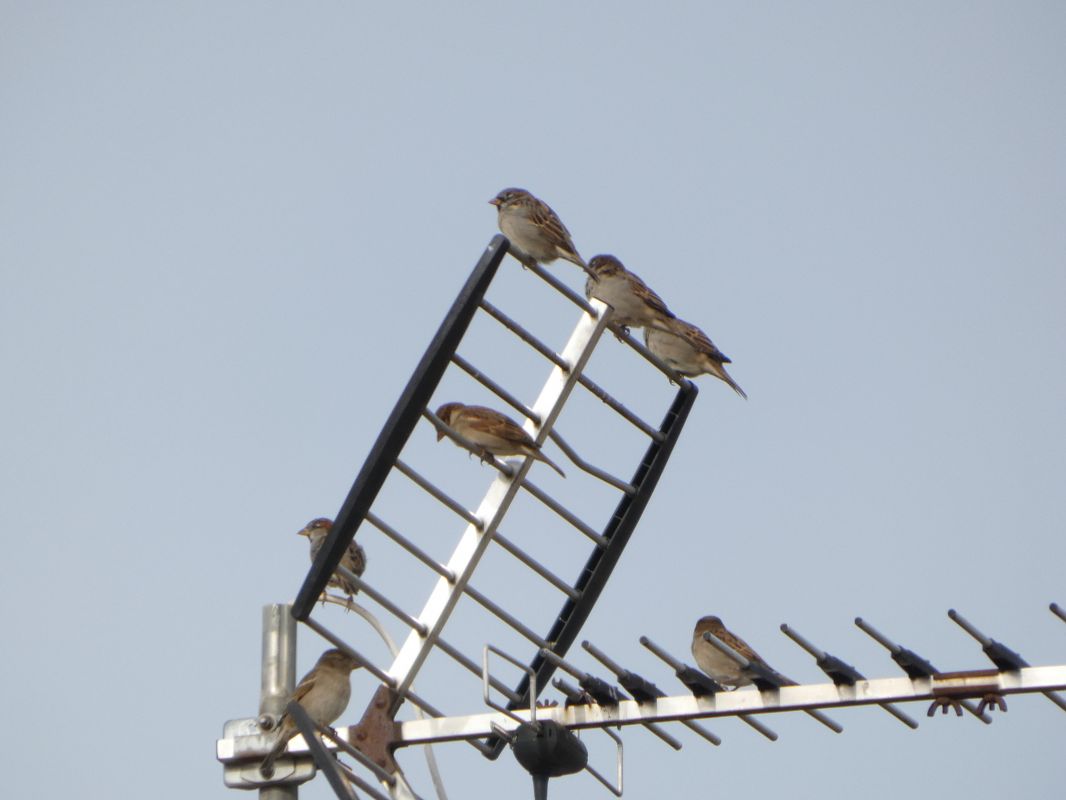 Moineau domestique 