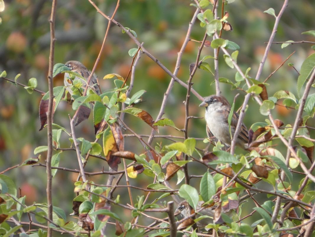 Moineau domestique 