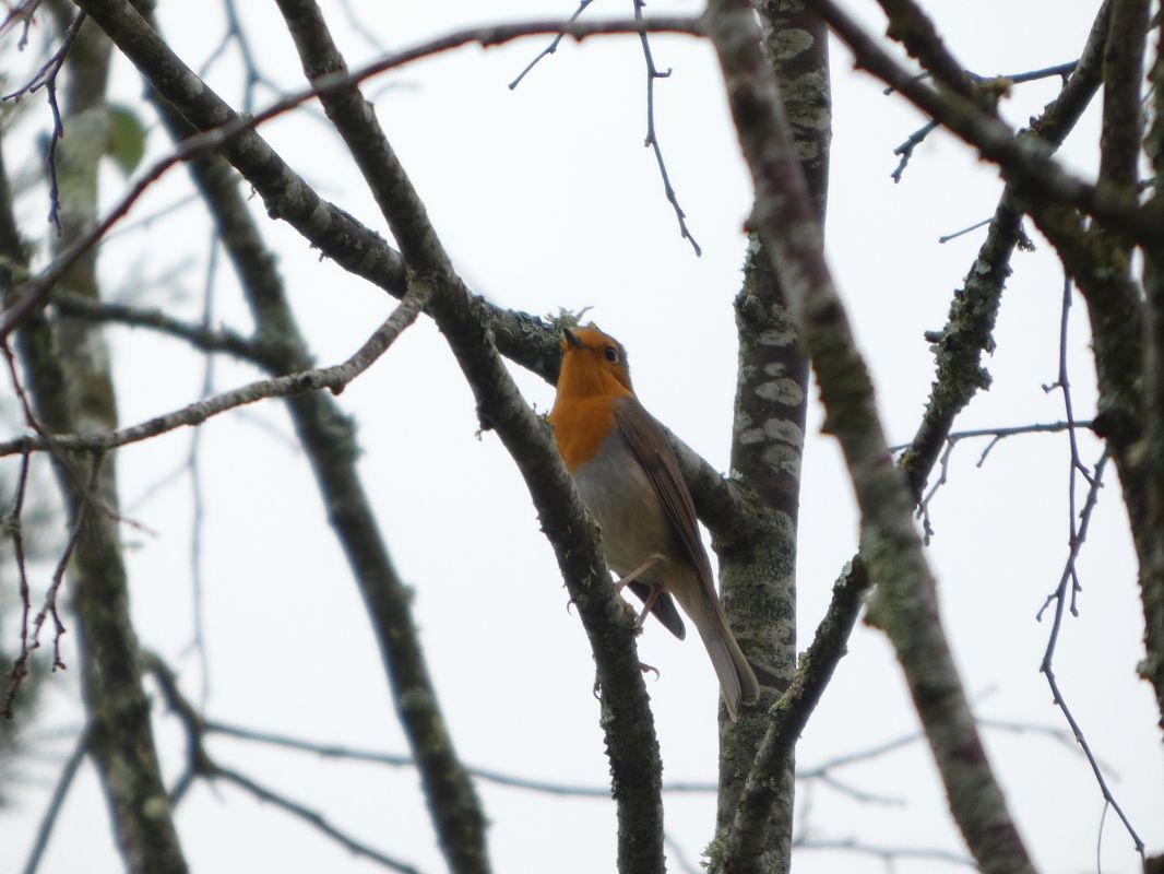 Rougegorge familier 