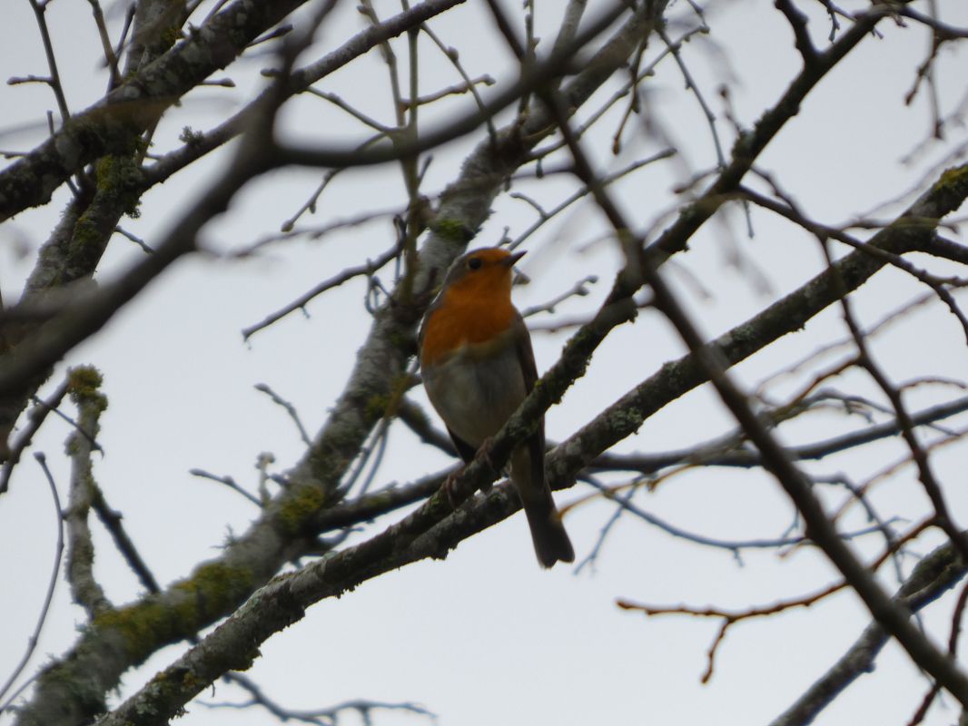 Rougegorge familier 