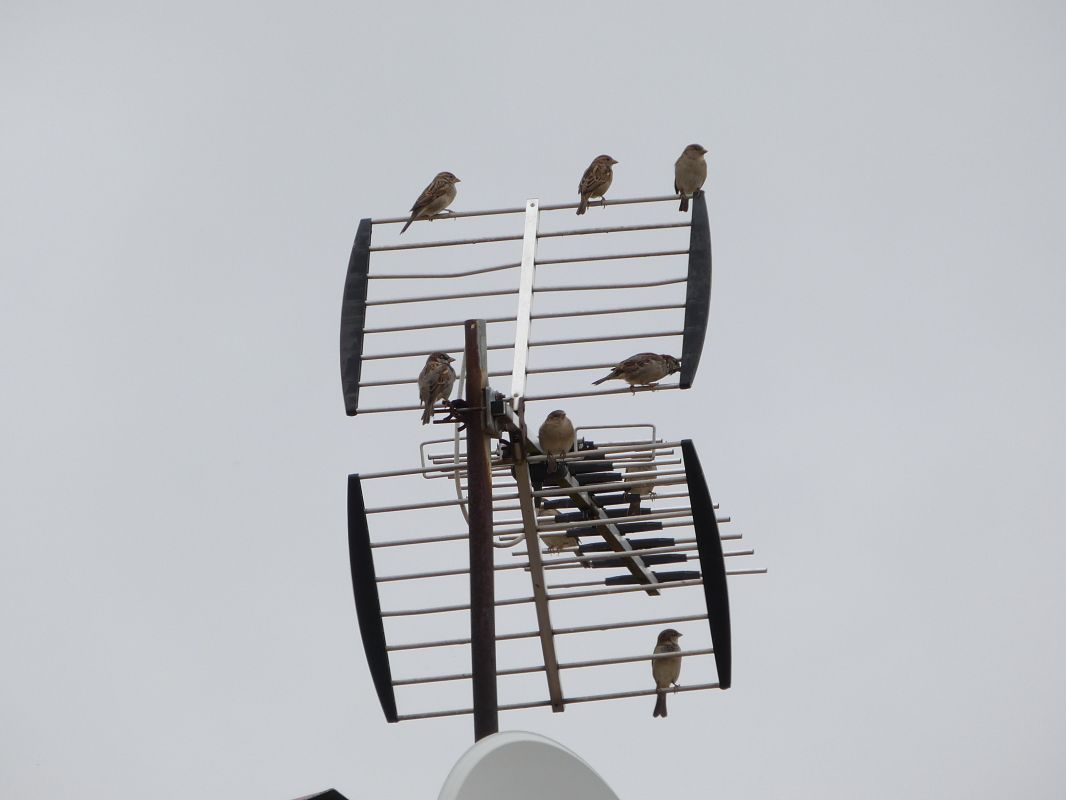 Moineau domestique 