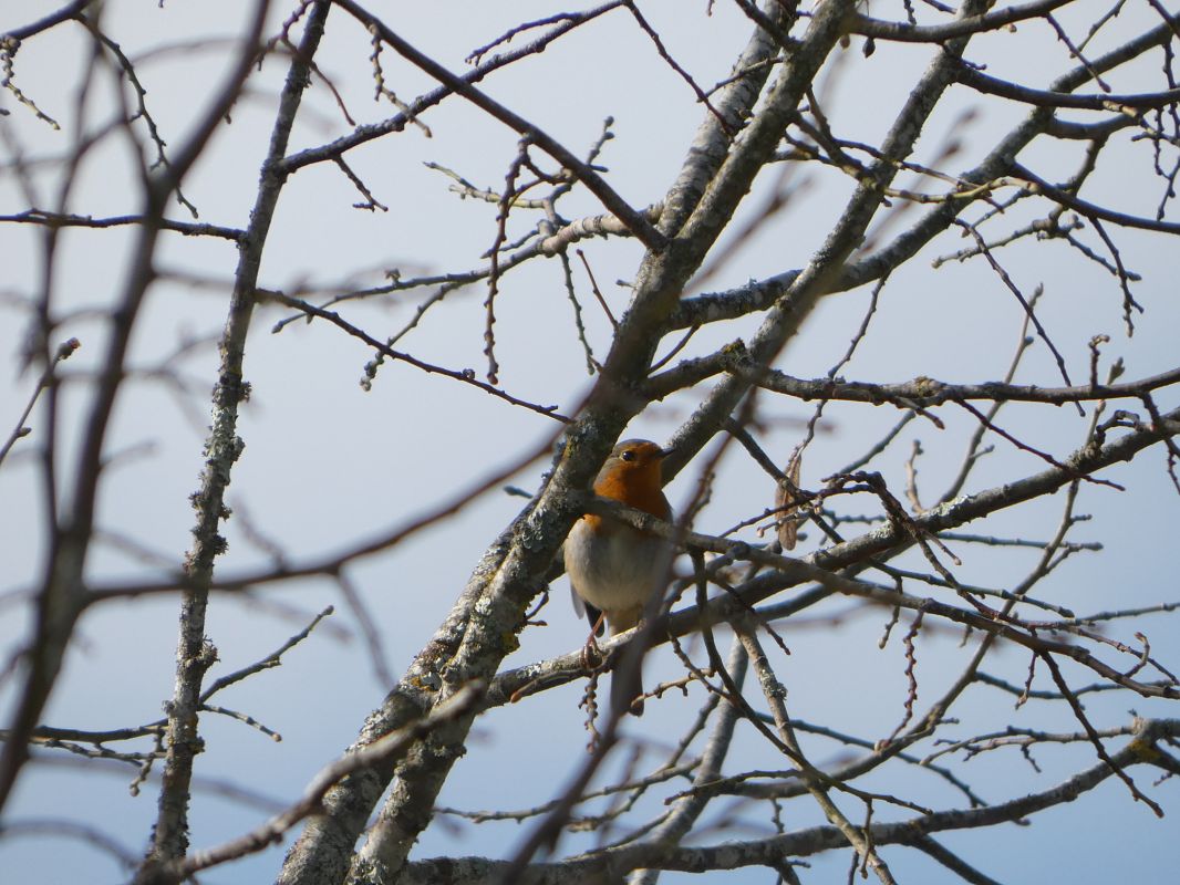 Rougegorge familier 
