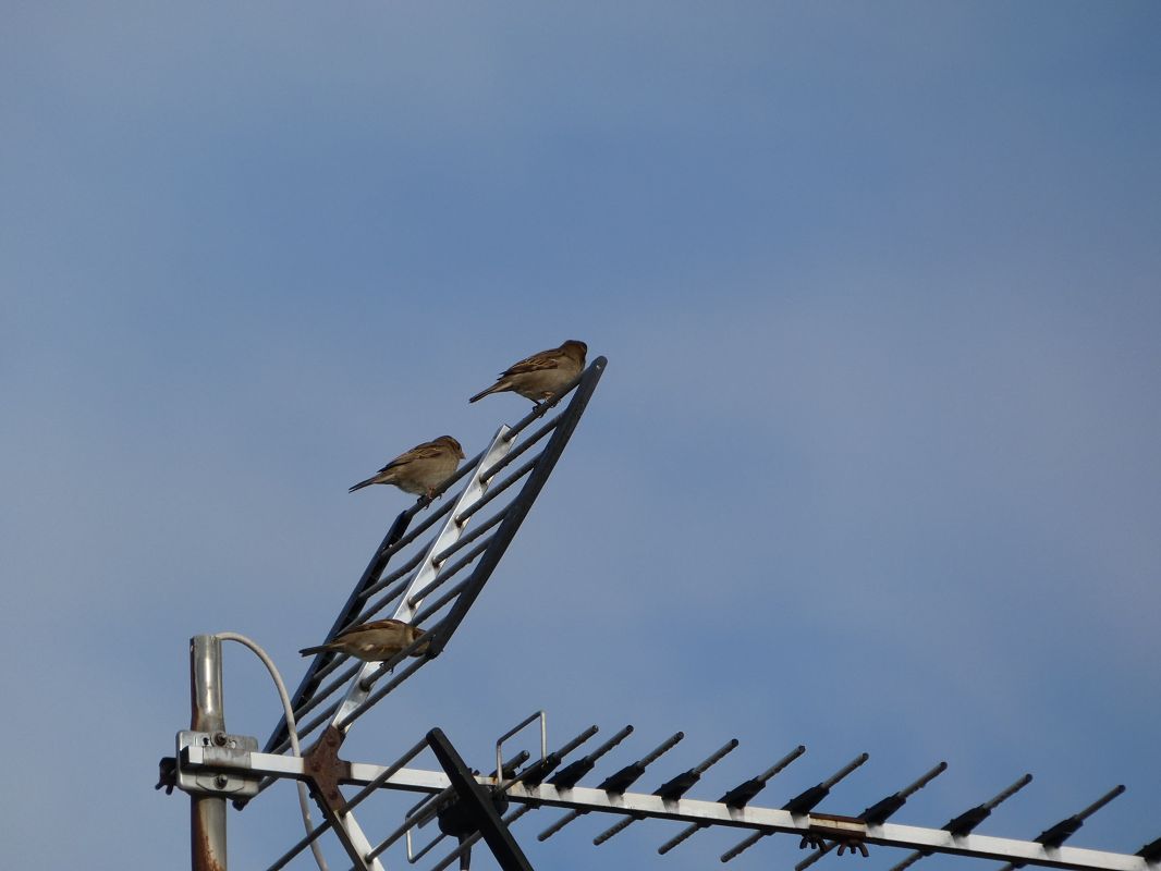 Moineau domestique 