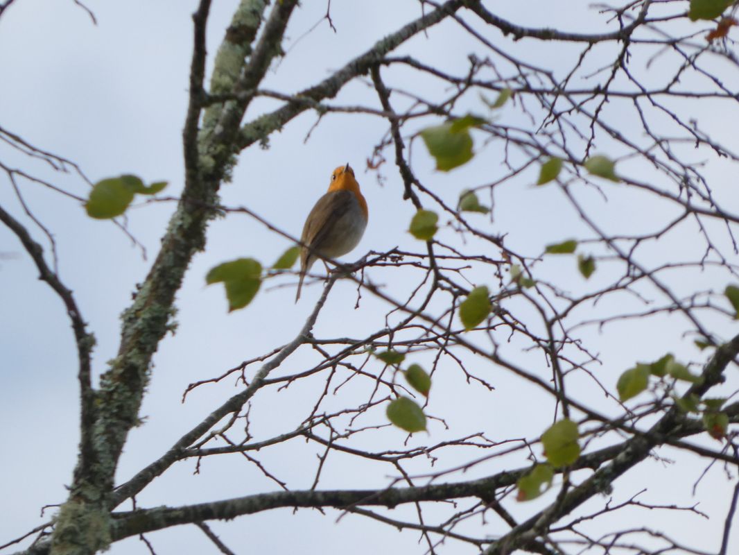 Rougegorge familier 