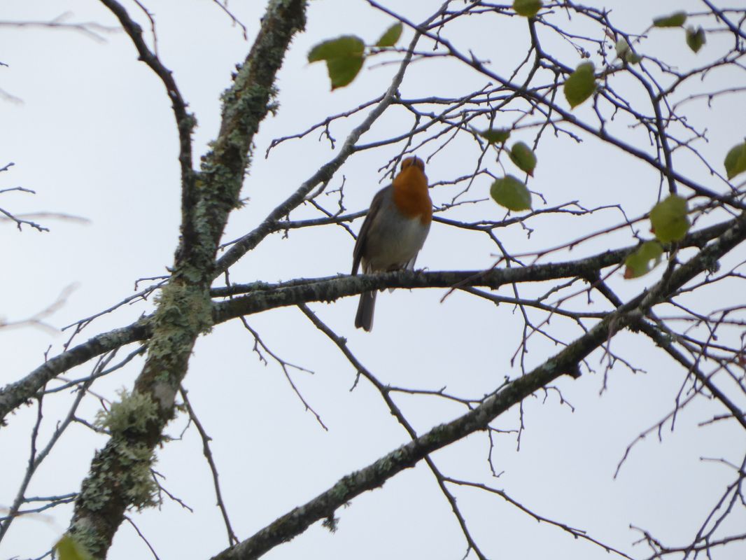 Rougegorge familier 