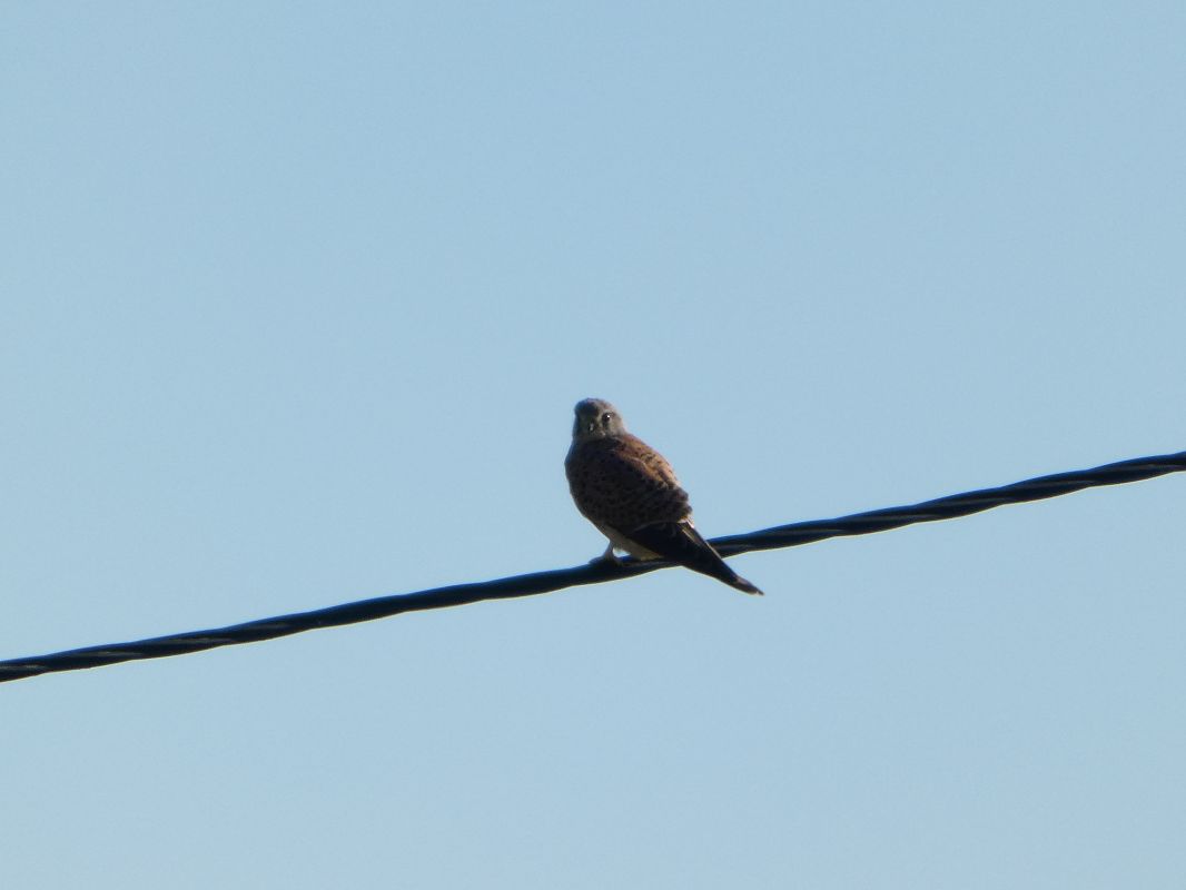 Faucon crécerelle 