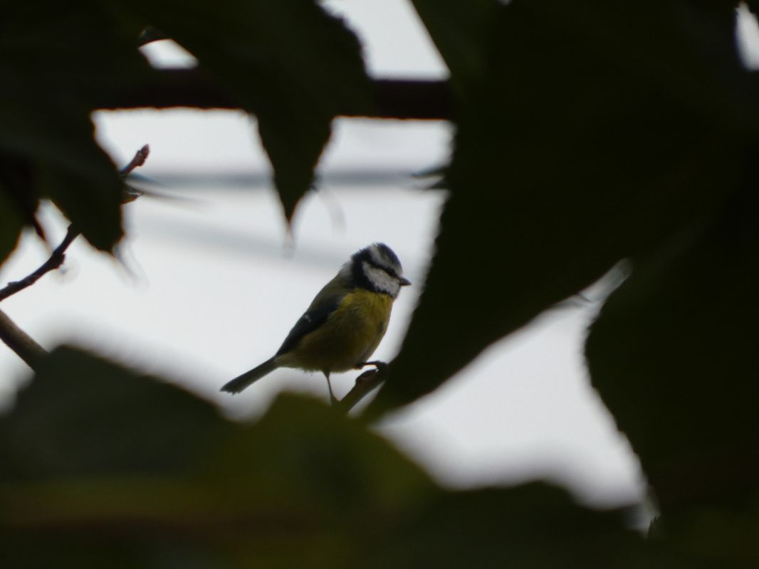 Mésange bleue 