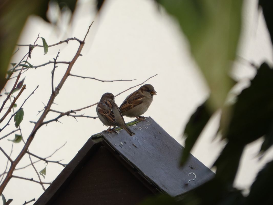 Moineau domestique 