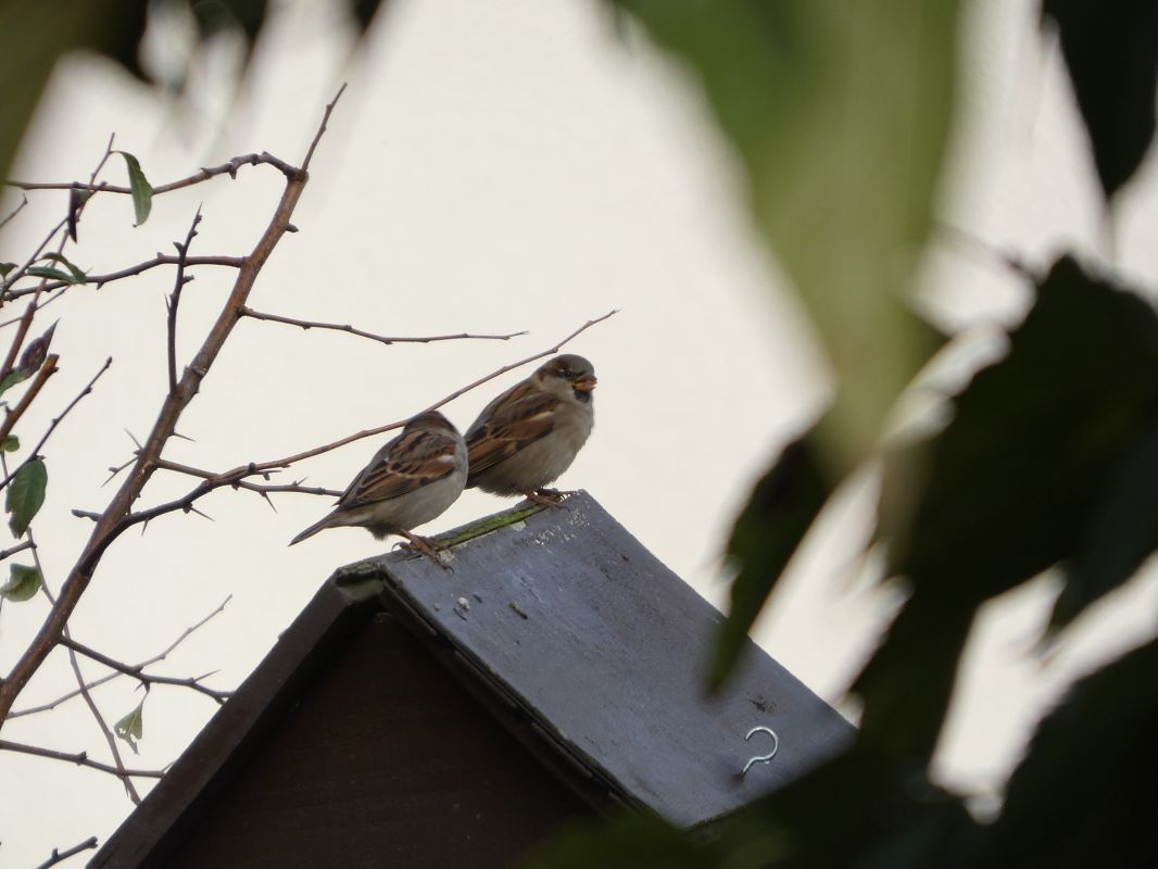 Moineau domestique 