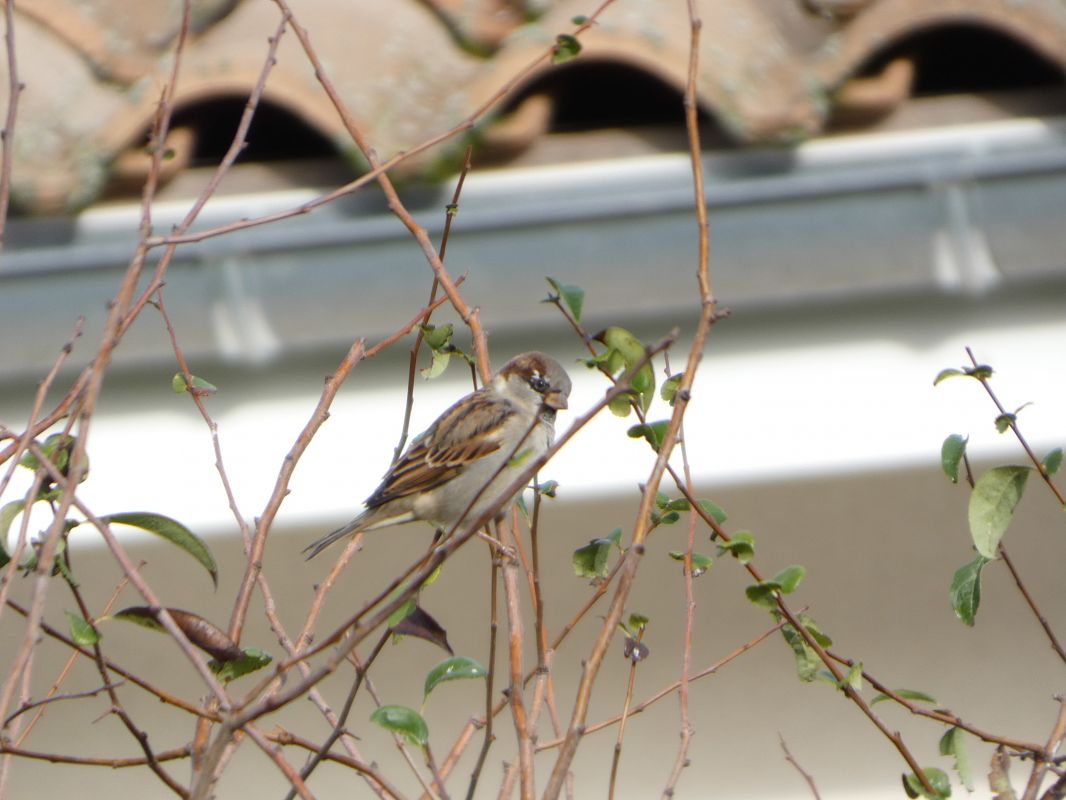 Moineau domestique 