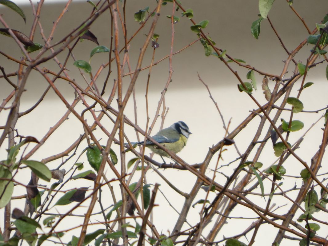 Mésange bleue 