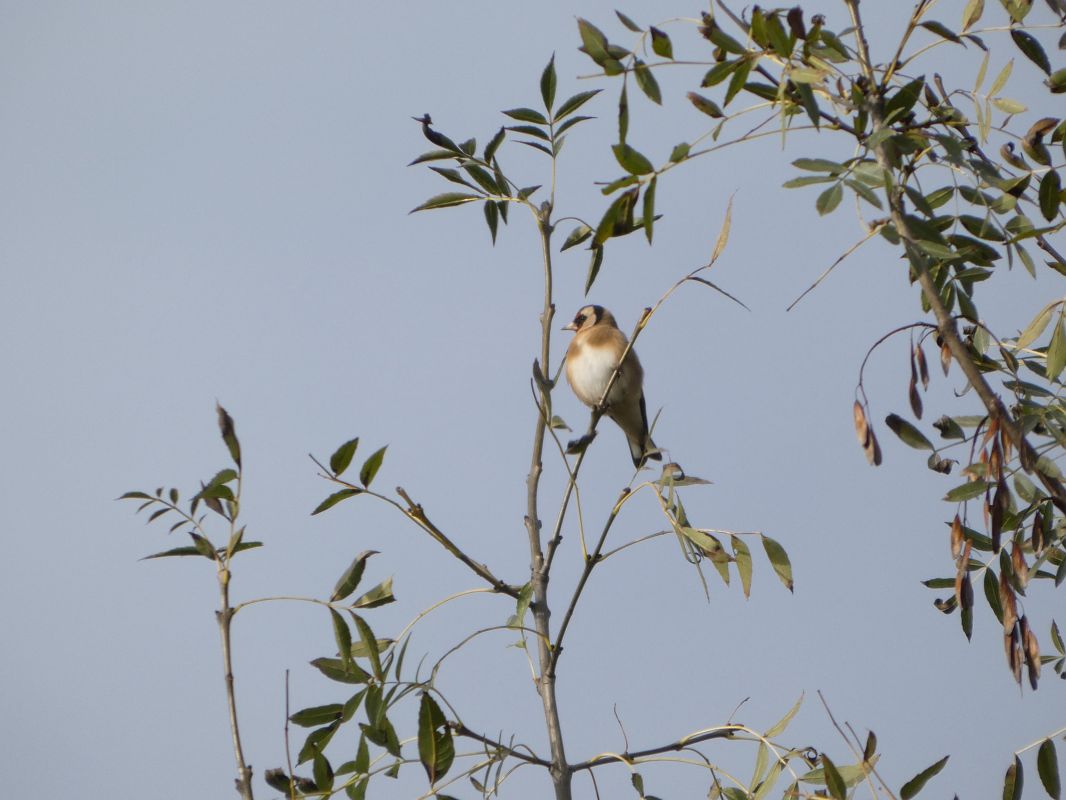 Chardonneret élégant 