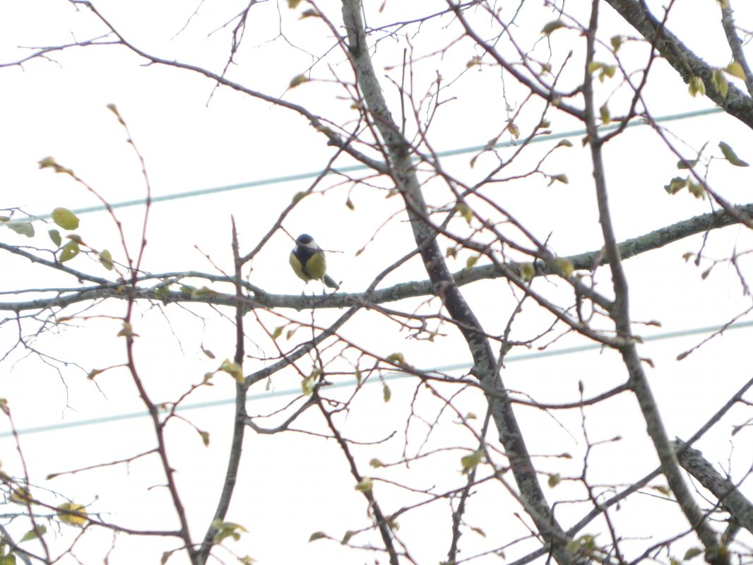 Mésange charbonnière 
