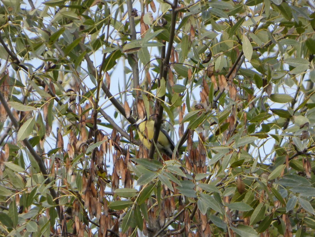 Mésange charbonnière 