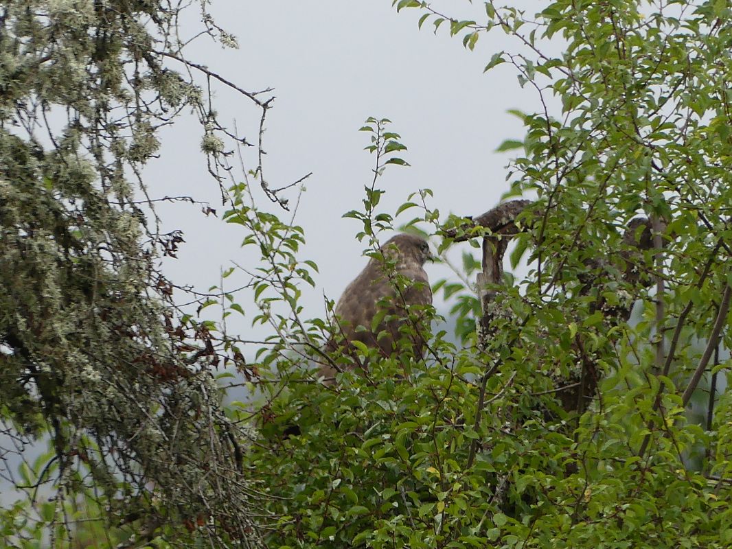 Buse variable 