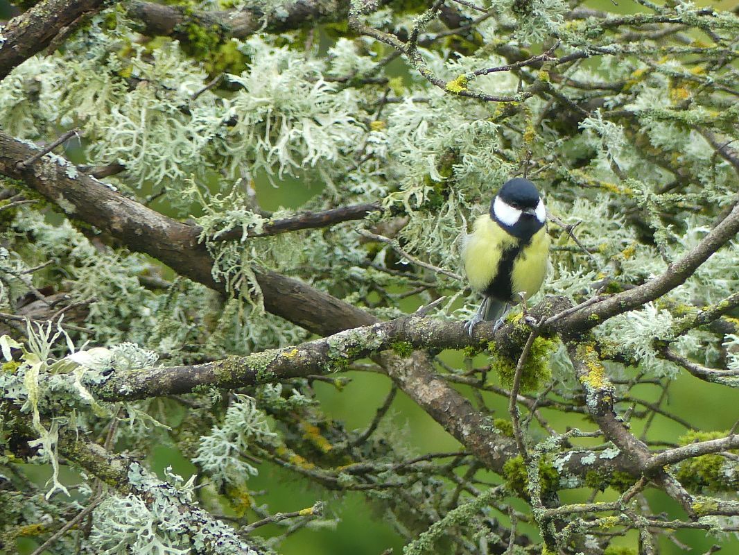 Mésange charbonnière 