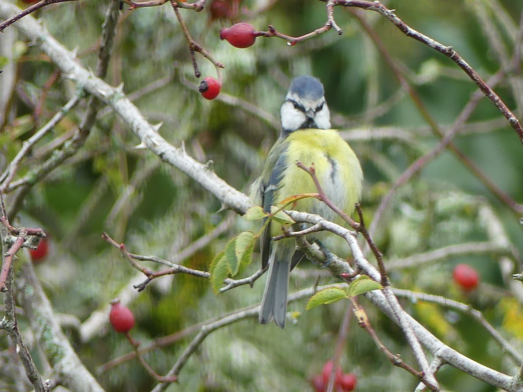 Mésange bleue 