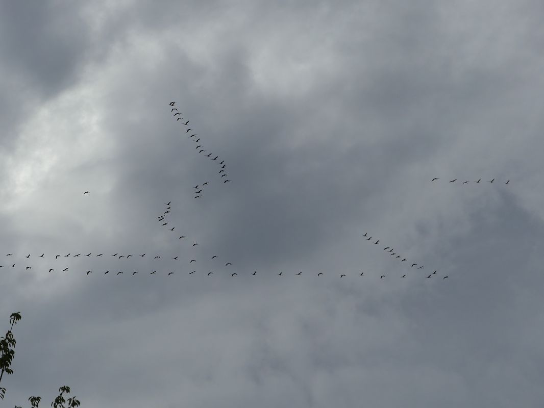 Grue cendrée 