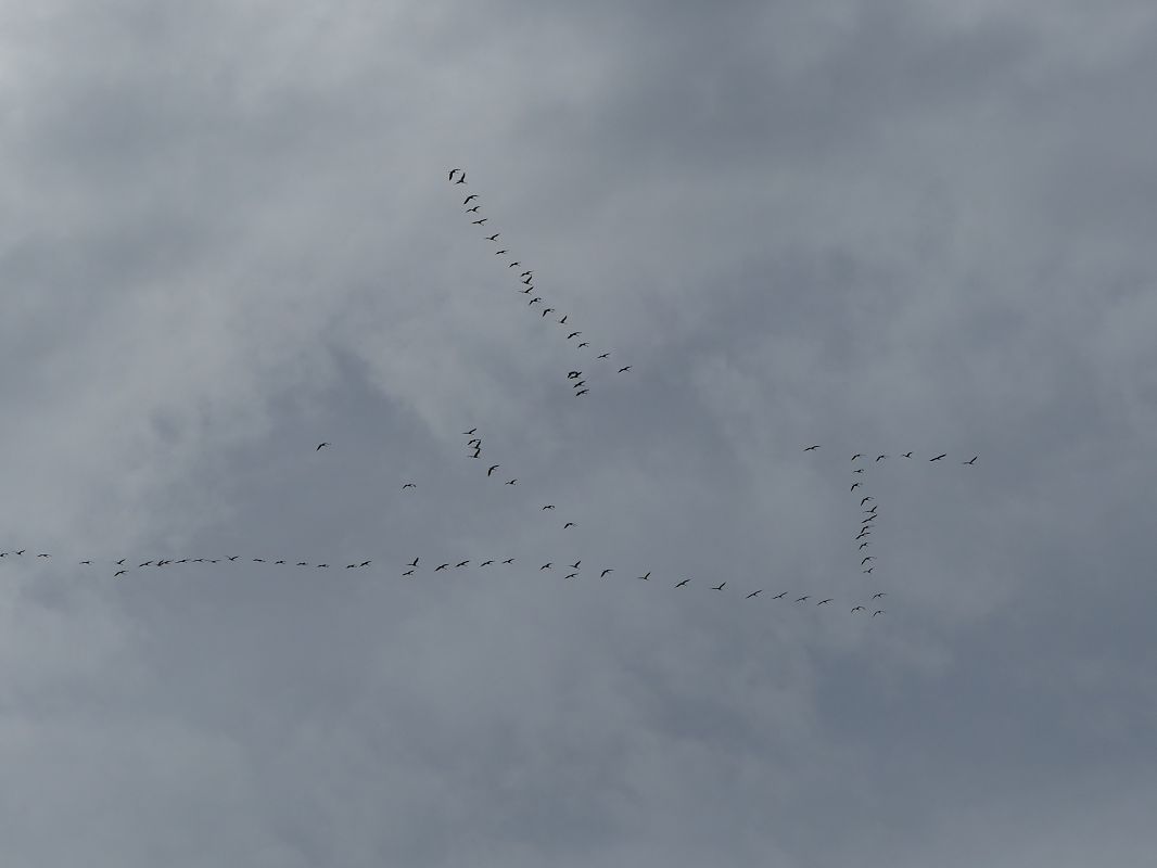 Grue cendrée 