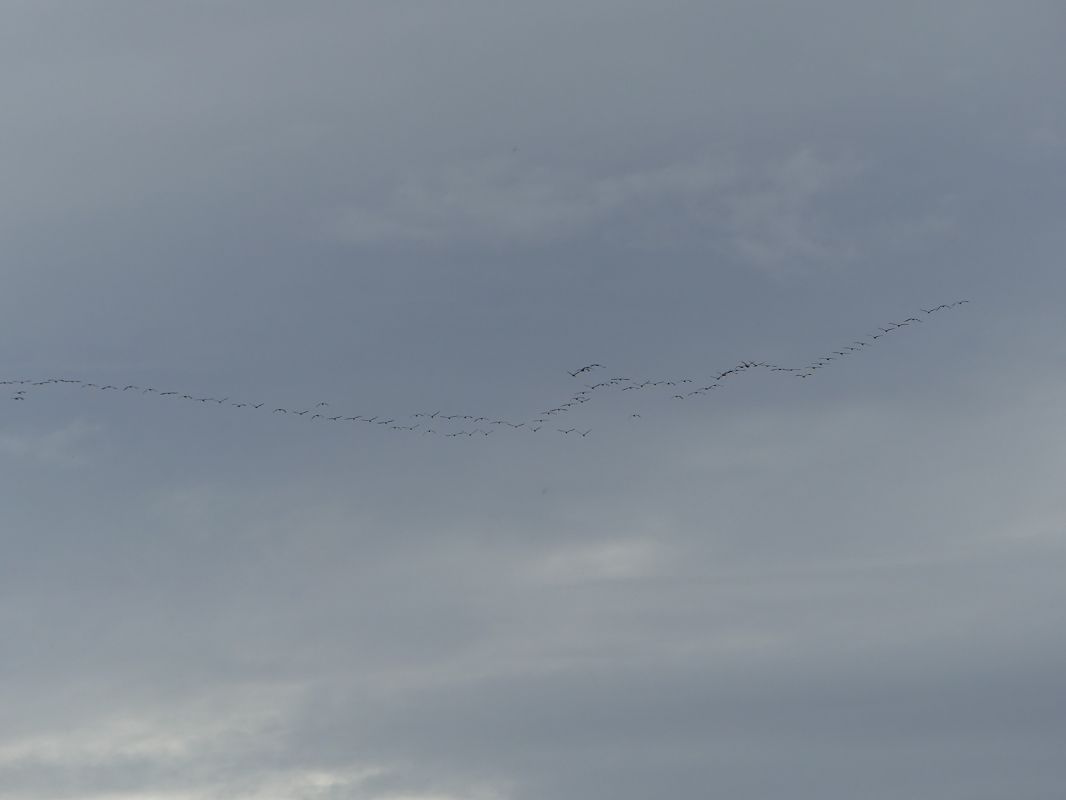 Grue cendrée 
