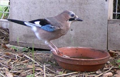 Geai des chênes 