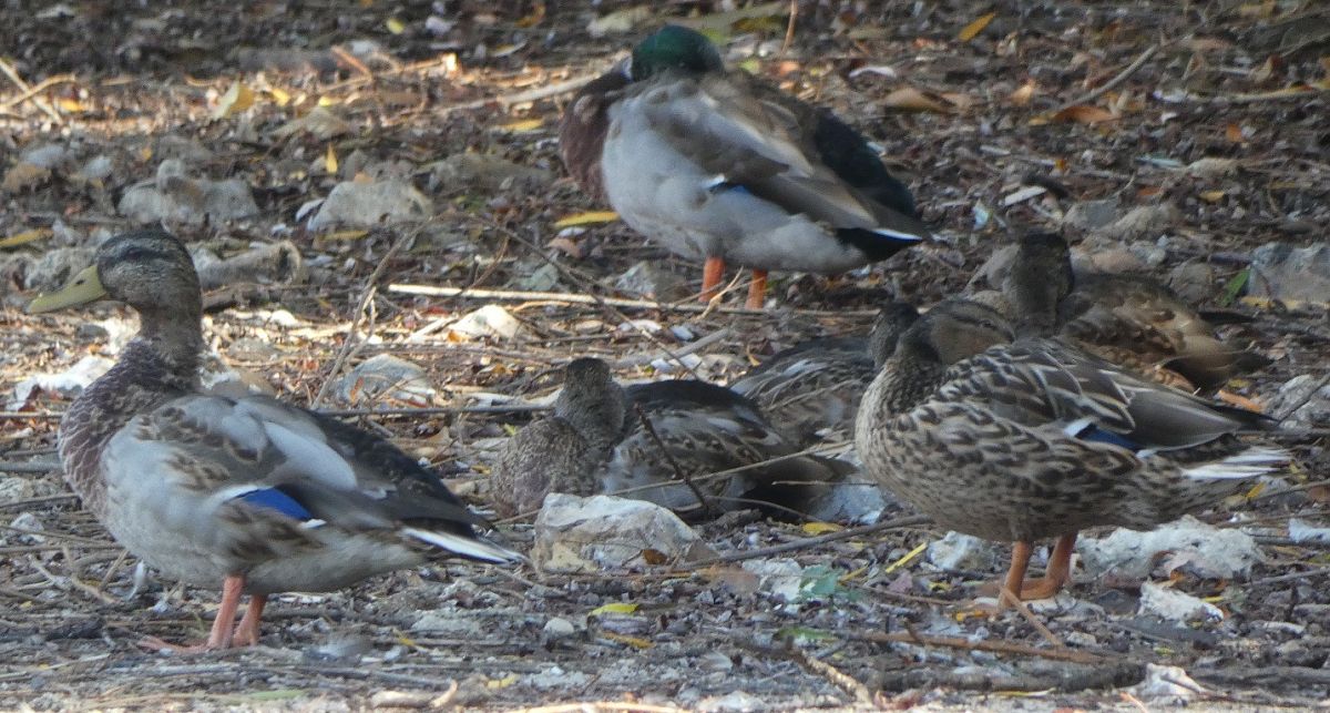 Canard colvert  - Magali Hivert