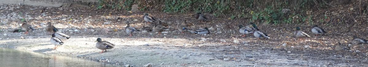 Canard colvert  - Magali Hivert