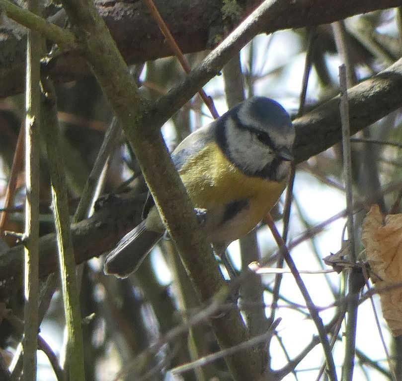 Mésange bleue  - Magali Hivert