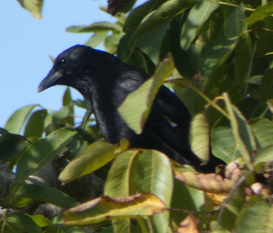 Corneille noire  - Magali Hivert