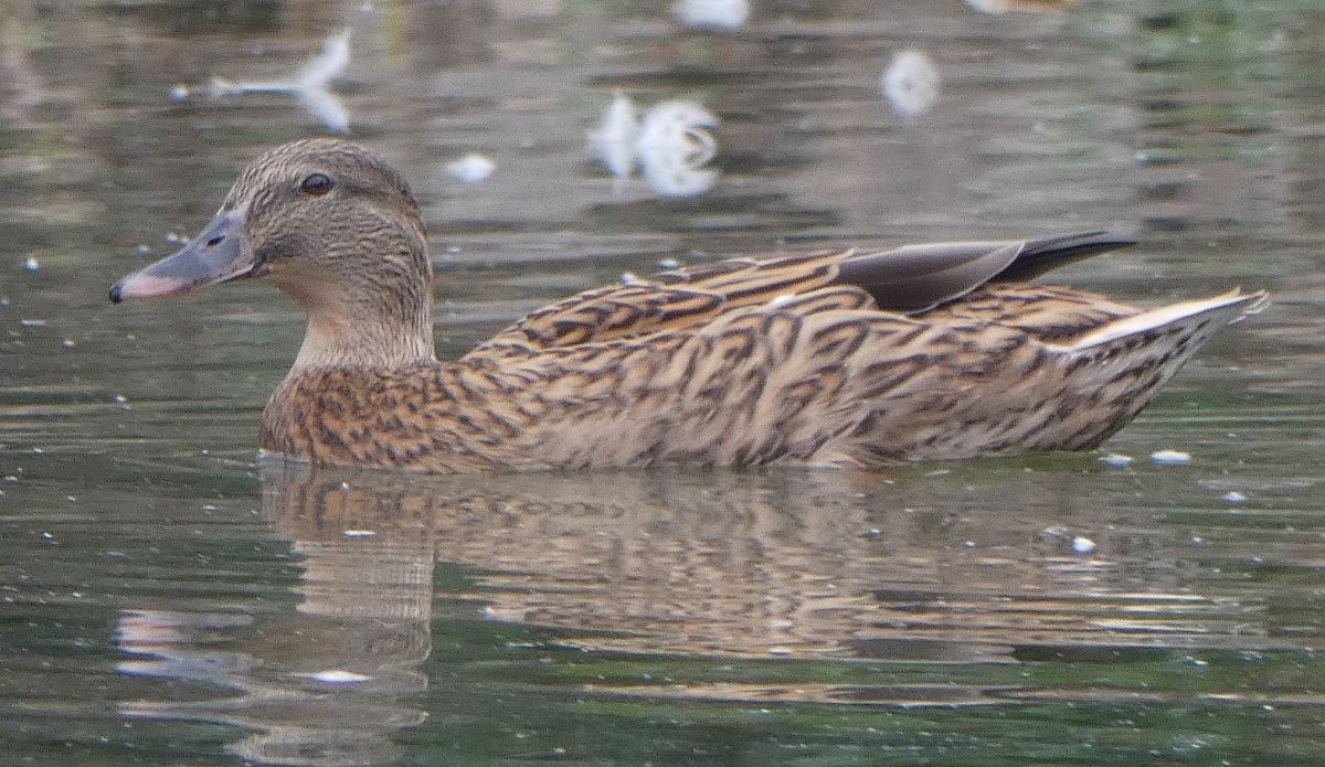 Canard colvert  - Magali Hivert
