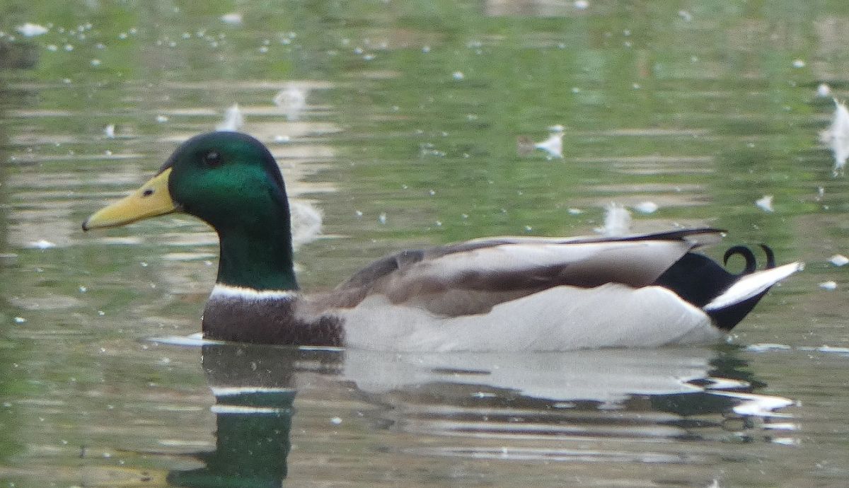 Canard colvert  - Magali Hivert