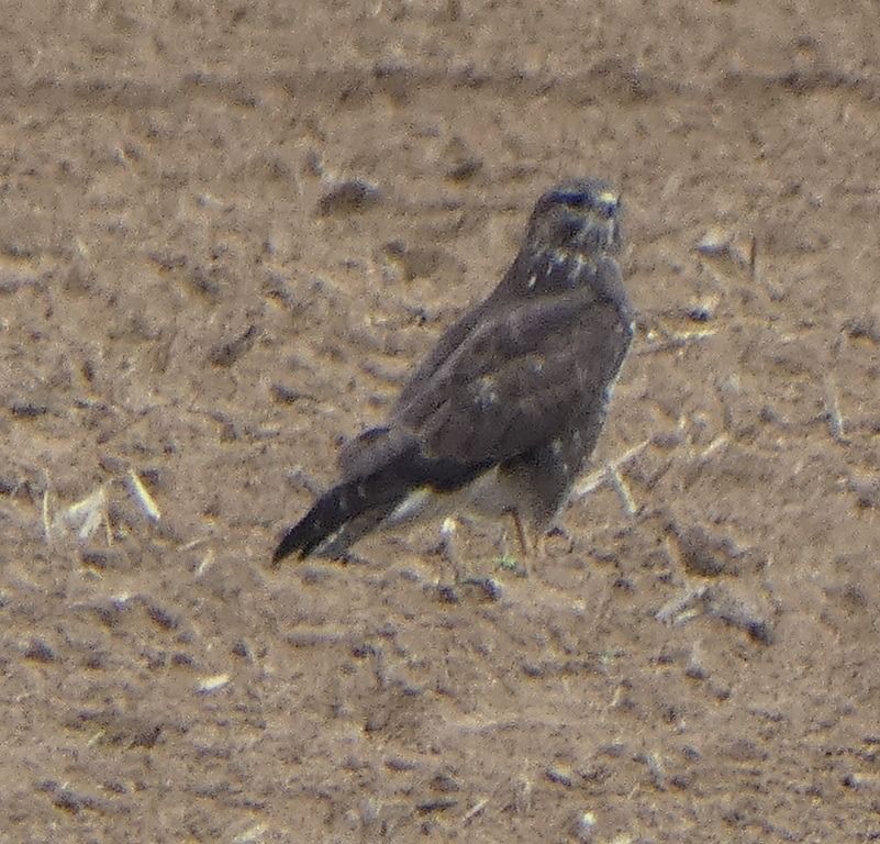 Buse variable  - Magali Hivert
