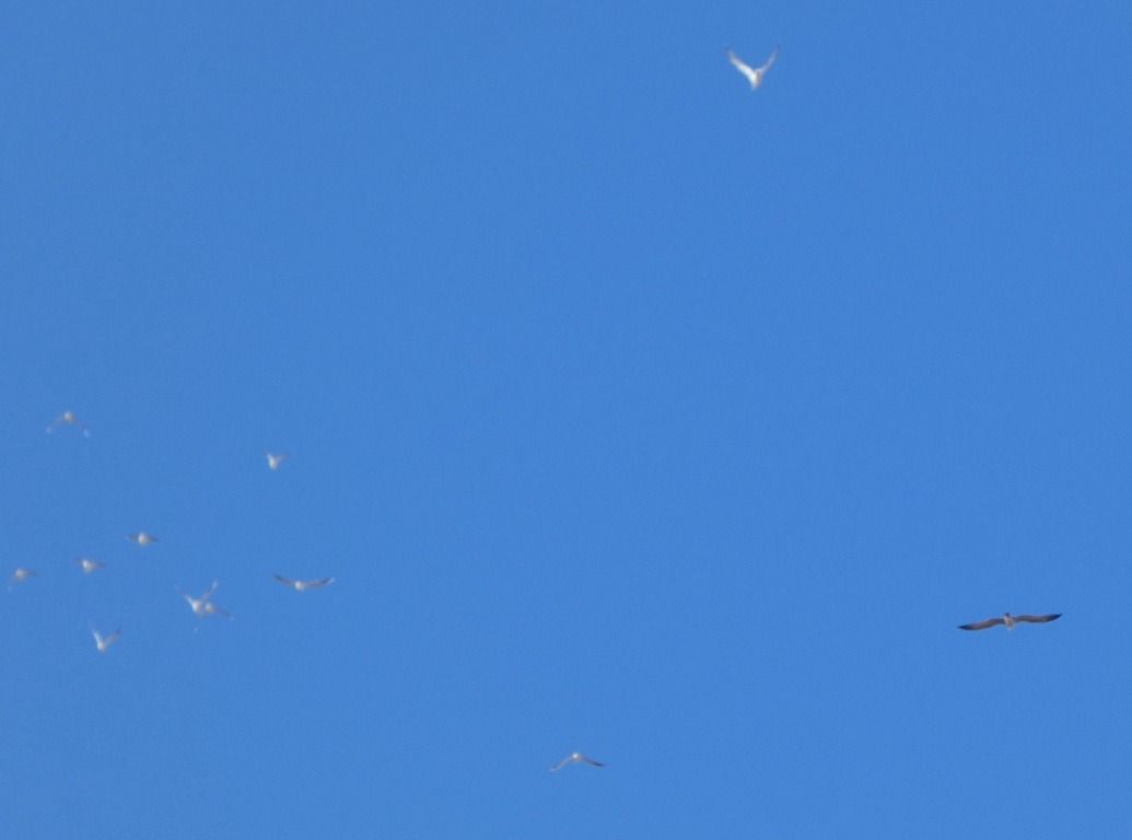 Rapace indéterminé  - Magali Hivert