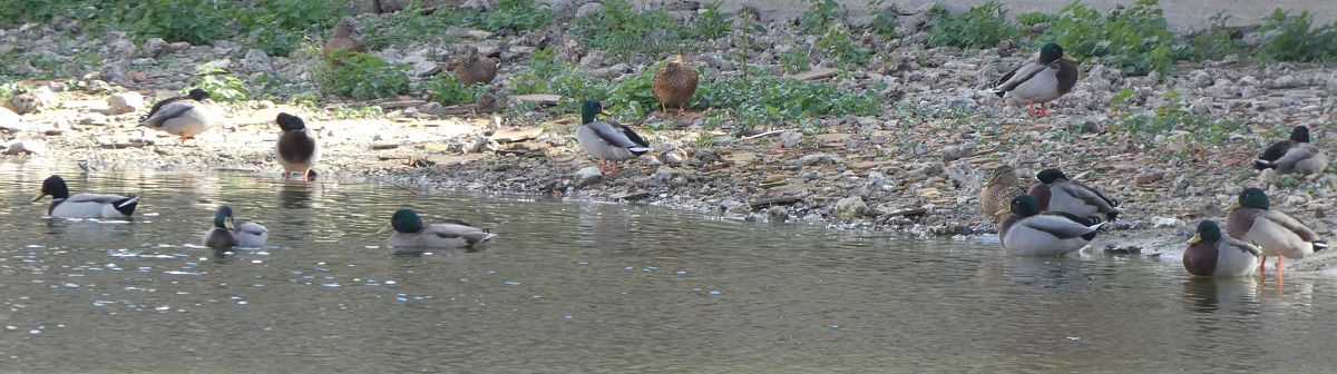 Canard colvert  - Magali Hivert