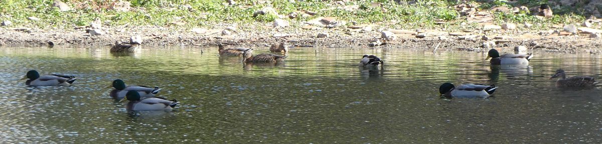 Canard colvert  - Magali Hivert