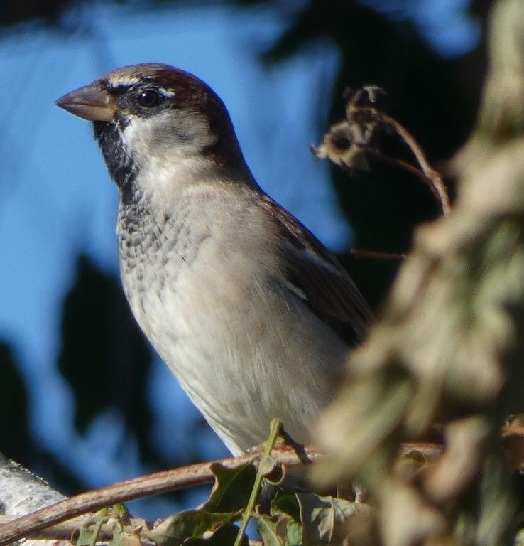 Moineau domestique  - Magali Hivert