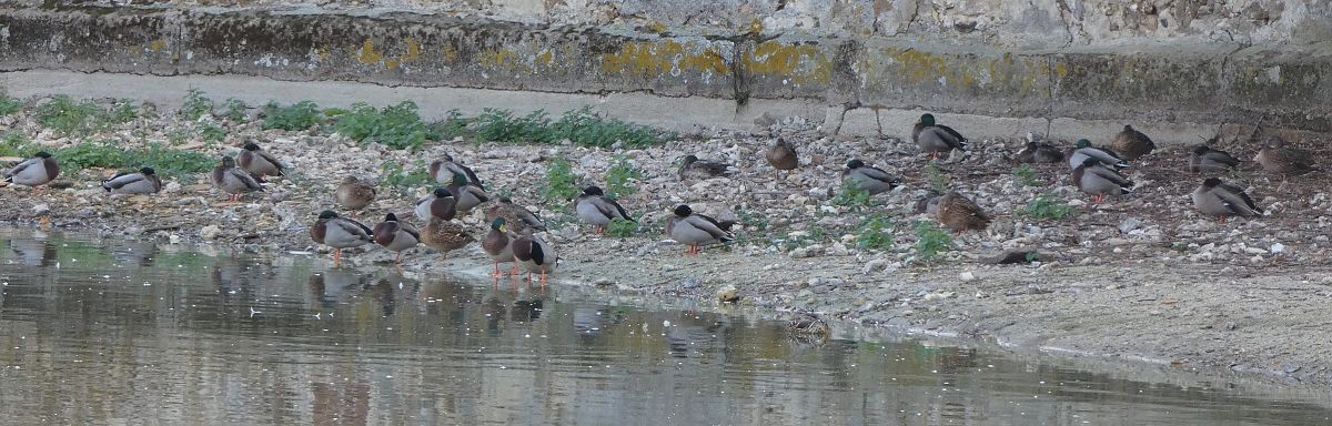 Canard colvert  - Magali Hivert