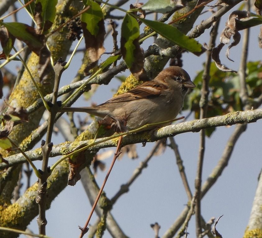 Moineau domestique  - Magali Hivert