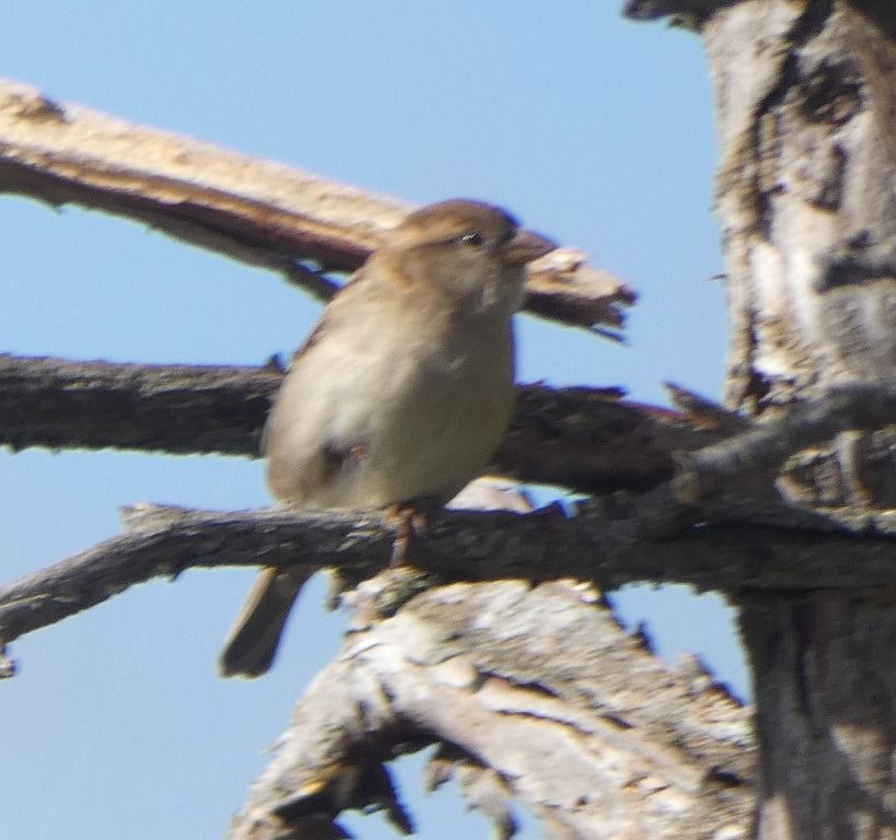 Moineau domestique  - Magali Hivert
