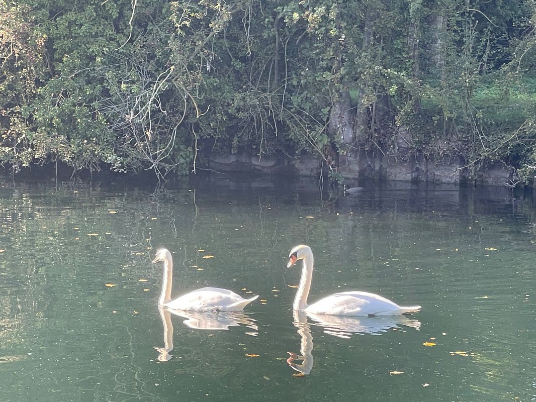 Cygne tuberculé  - Gerald Traisnel